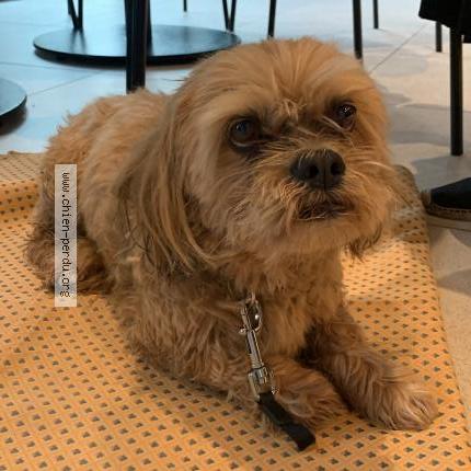 Photo 1/1 Chien retrouvé Trouvé à Uzes