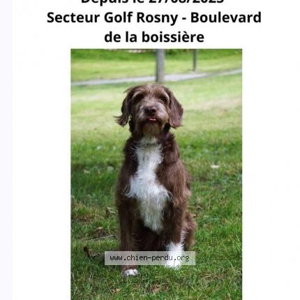 Photo 1/1 Chien retrouvé Perdu à Rosny sous bois