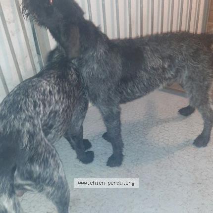 Photo 1/1 Chien retrouvé Trouvé à Vizille