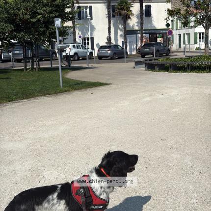 Photo 1/1 Chien retrouvé Perdu à Royan