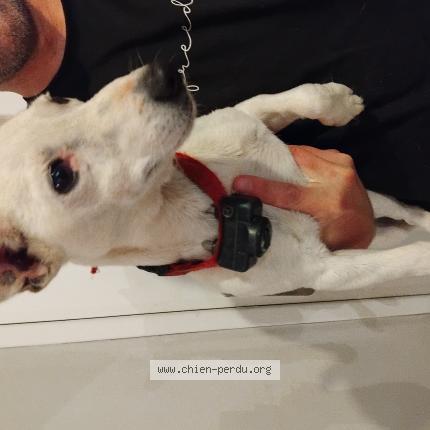 Photo 1/1 Chien retrouvé Trouvé à St just la pendue