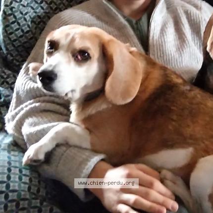 Photo de chien perdu à La Garnache