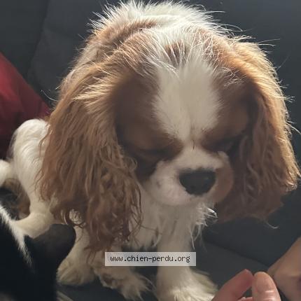 Photo 1/1 Chien retrouvé Perdu à Strasbourg