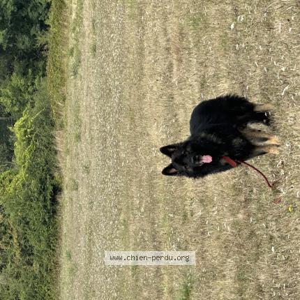 Photo de chien trouvé à Saint Meard De Gurcon