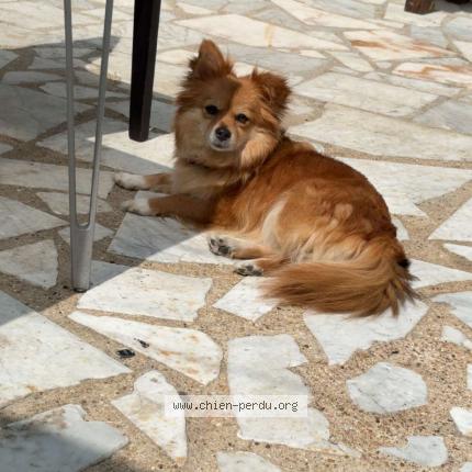 Photo de chien perdu à Creteil