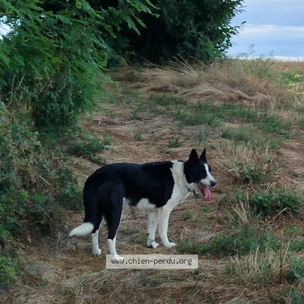Photo 1/1 Chien retrouvé Perdu à Meyssiez
