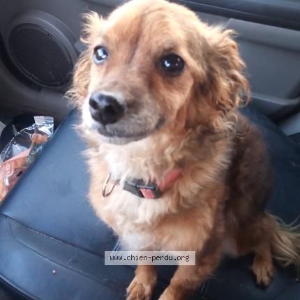 Photo 1/1 Chien retrouvé Perdu à Blonville sur mer