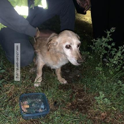 Photo 1/1 Chien trouvé Trouvé à Herblay