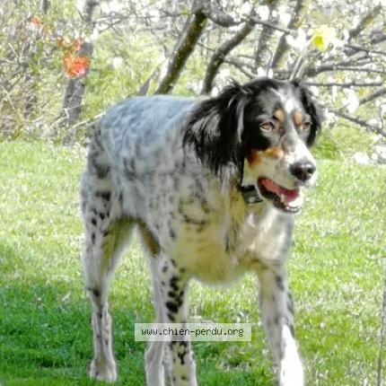 Photo 1/1 Chien retrouvé Perdu à Barraux