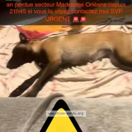 Photo 1/1 Chien retrouvé Perdu à Orleans