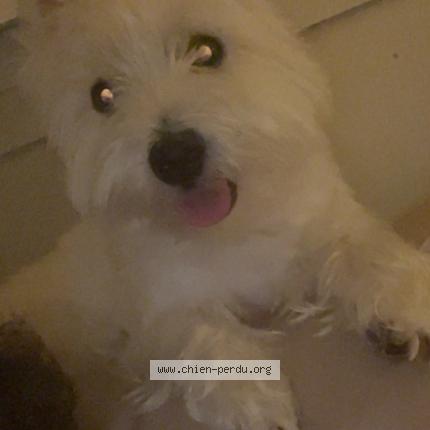 Photo 1/1 Chien retrouvé Perdu à Montigny les cormeilles