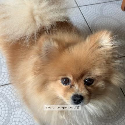 Photo 1/1 Chien retrouvé Perdu à Rosny sous bois