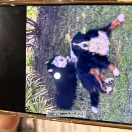 Photo de chien perdu à Urgosse