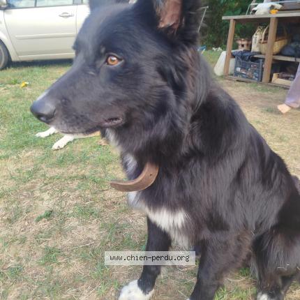 Photo de chien trouvé à Brengues