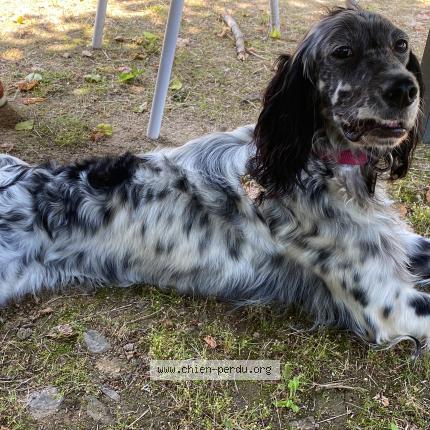 Photo de chien perdu à Chasteaux