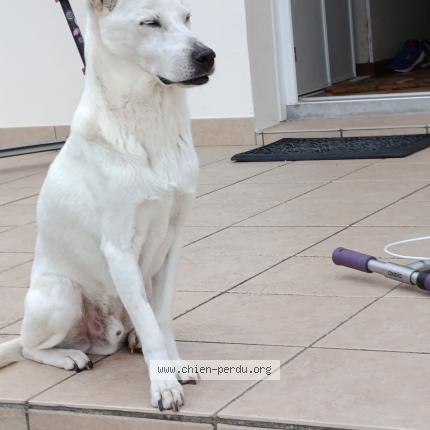 Photo 1/1 Chien retrouvé Perdu à Boubes