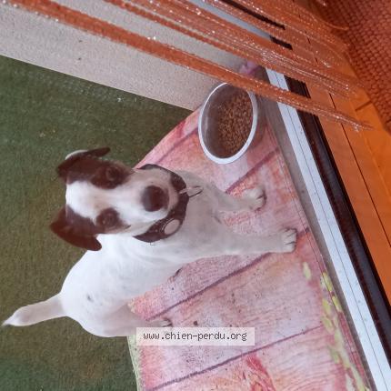 Photo 1/1 Chien retrouvé Trouvé à Saint sulpice de royan