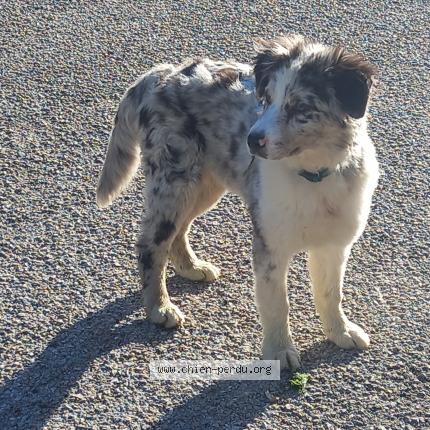 Photo 1/1 Chien retrouvé Perdu à Toulon