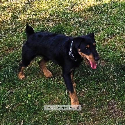 Photo de chien perdu à Vereaux