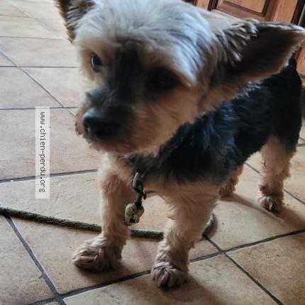 Photo de chien trouvé à Brive La Gaillarde