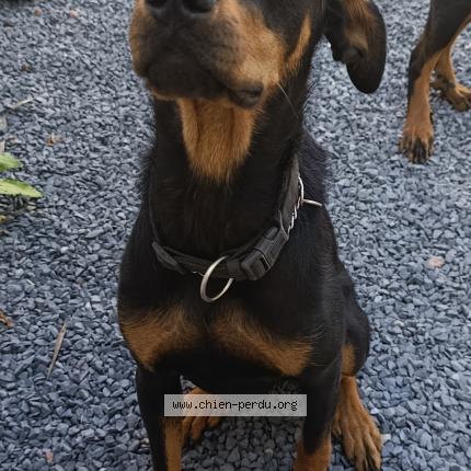 Photo 1/1 Chien retrouvé Perdu à Palluel