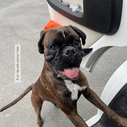 Photo de chien perdu à Creon