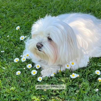 Photo 1/1 Chien retrouvé Perdu à Lapeyrouse fossat