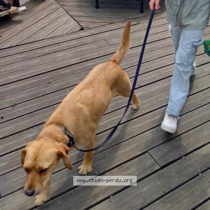 Photo 1/1 Chien retrouvé Perdu à Villiers charlemagne