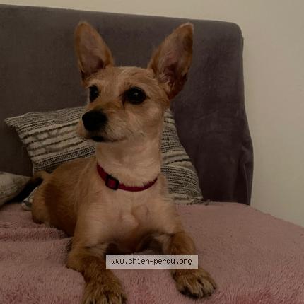 Photo 1/1 Chien retrouvé Perdu à Besancon