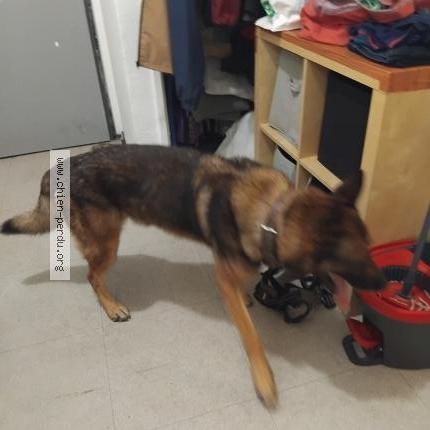 Photo 1/1 Chien retrouvé Trouvé à La seyne sur mer