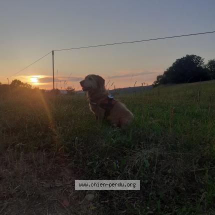 Photo de chien perdu à Poncin
