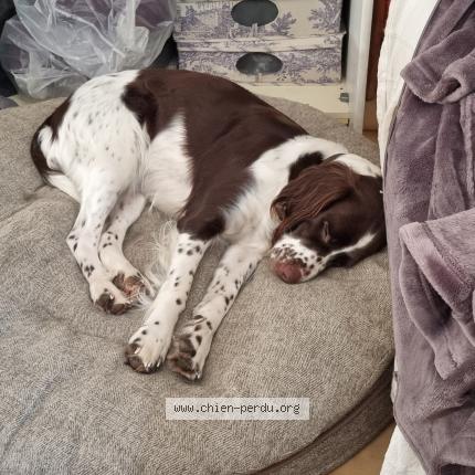 Photo de chien perdu à Couetron Au Perche