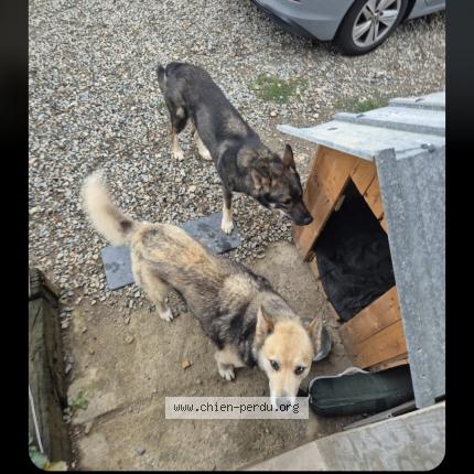 Photo 1/1 Chien retrouvé Perdu à Pouance