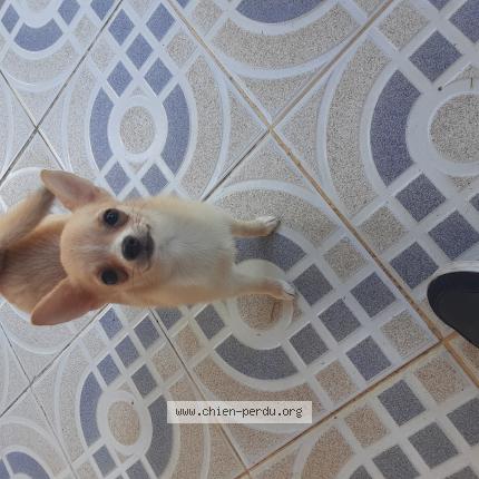 Photo de chien trouvé à Coursan