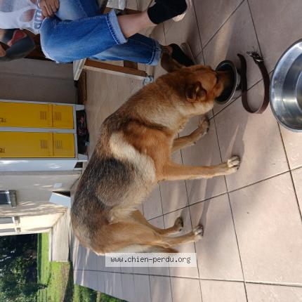 Photo de chien trouvé à Longages