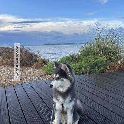 Photo 1/1 Chien retrouvé Perdu à Genas