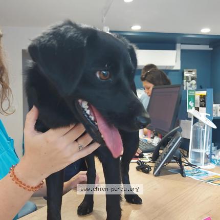 Photo de chien trouvé à Riaille