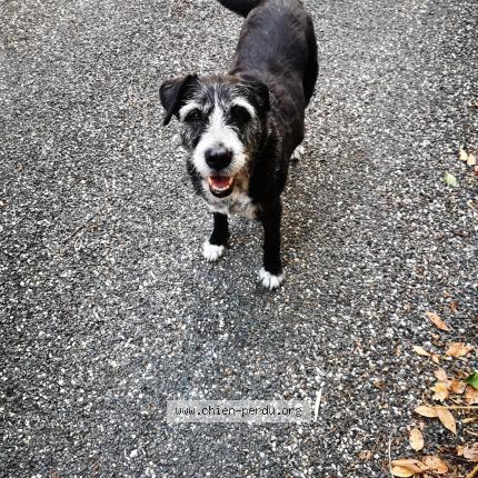 Photo 1/1 Chien retrouvé Perdu à Allez et cazeneuve