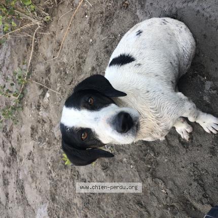 Photo de chien perdu à La Colle Sur Loup
