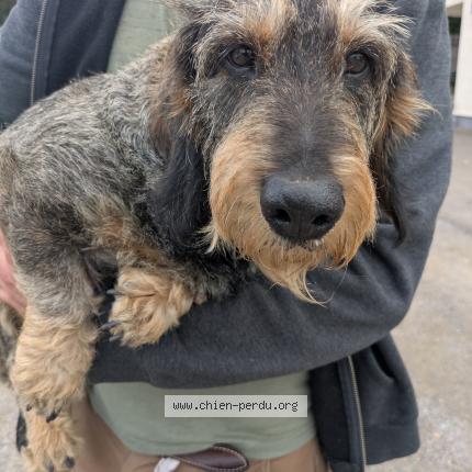 Photo 1/1 Chien retrouvé Trouvé à Saint nazaire