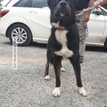 Photo 1/1 Chien retrouvé Trouvé à La douze