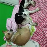 Photo de chien retrouvé à Carolina