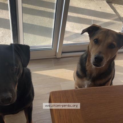 Photo 1/1 Chien retrouvé Perdu à Le hamel