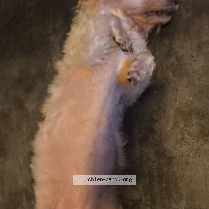 Photo 1/1 Chien retrouvé Trouvé à Bourges