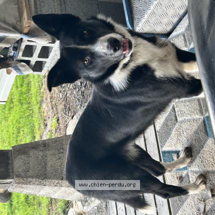 Photo 1/1 Chien retrouvé Perdu à Cogles