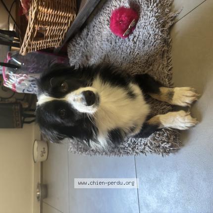 Photo 1/1 Chien retrouvé Perdu à Le perreux sur marne