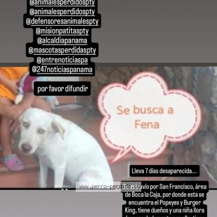 Photo 1/1 Fena Chien perdu à San francisco al frente popeye