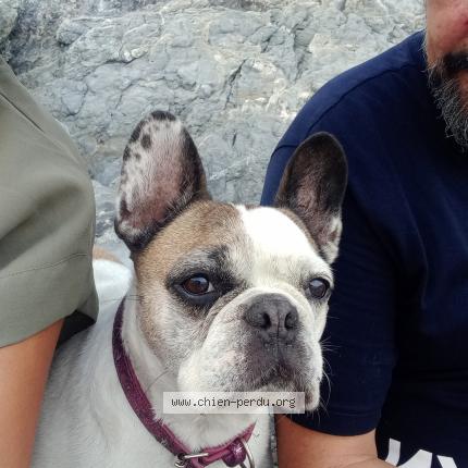 Photo 1/1 Chien retrouvé Perdu à Canet en roussillon