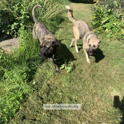 Photo 1/1 Chien retrouvé Perdu à Peze le robert