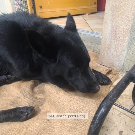 Photo 1/1 Chien retrouvé Trouvé à Garnerans